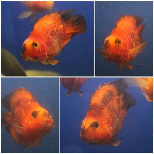 鹦鹉鱼身上发黑怎么办