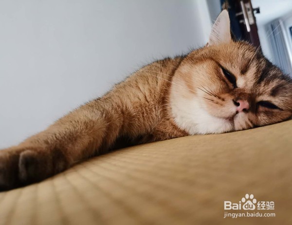 领养猫咪需要注意什么