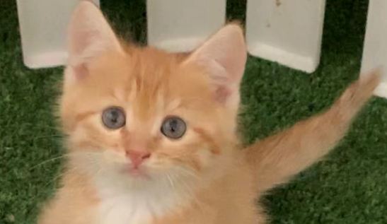 银渐层和橘猫的差别