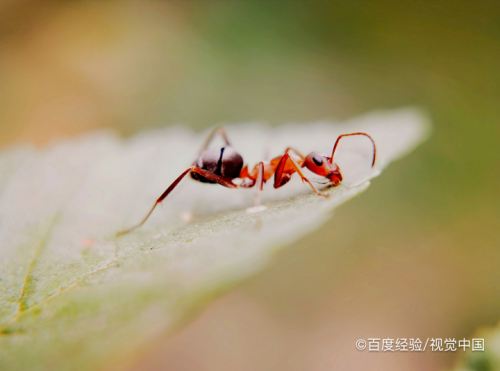 滅螞蟻的最簡單方法