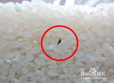 怎样挑选大米