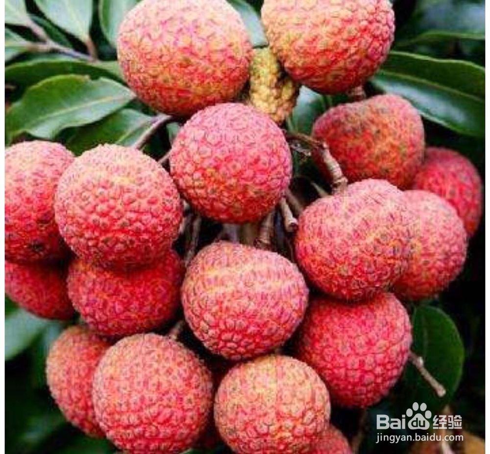 荔枝怎么选才好