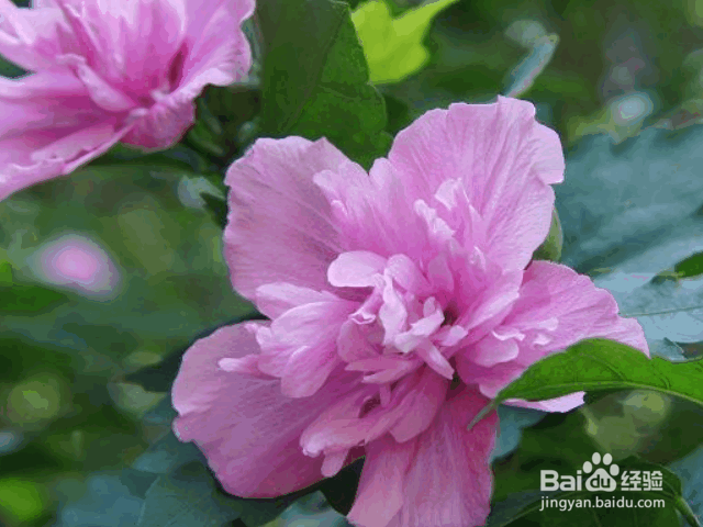 木槿花的种植方法及价值