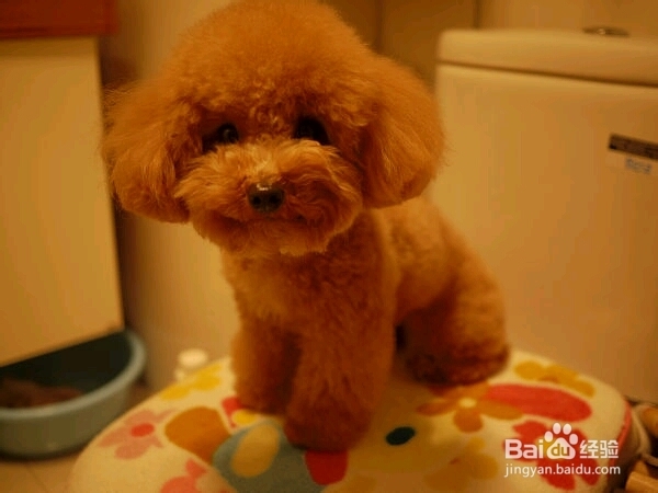 泰迪犬营养不良怎么办如何补充营养