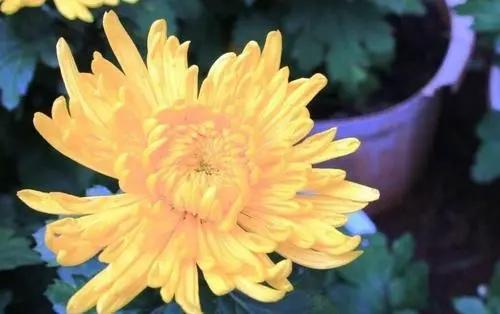 描写菊花的句子有哪些