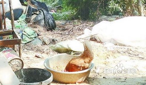 如何在饮食和生活习惯上预防禽流感