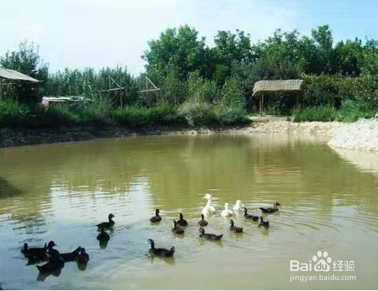 怎样有效预防禽流感？