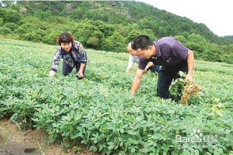 怎样种花生可以高产