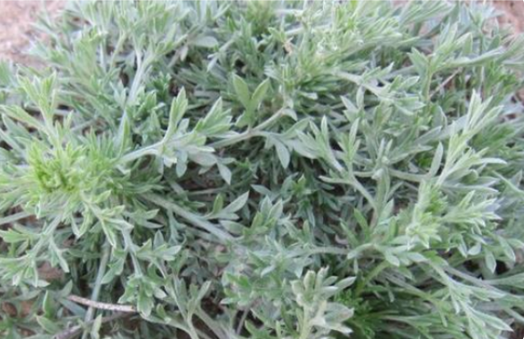 茵陈是白蒿吗? 茵陈和白蒿有什么区别