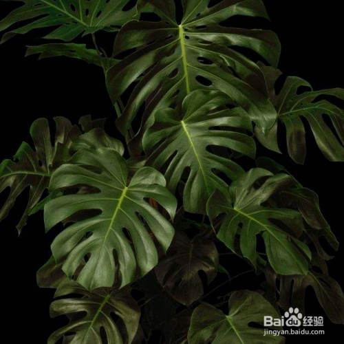 龟背竹的叶子发软下垂应该怎么办?