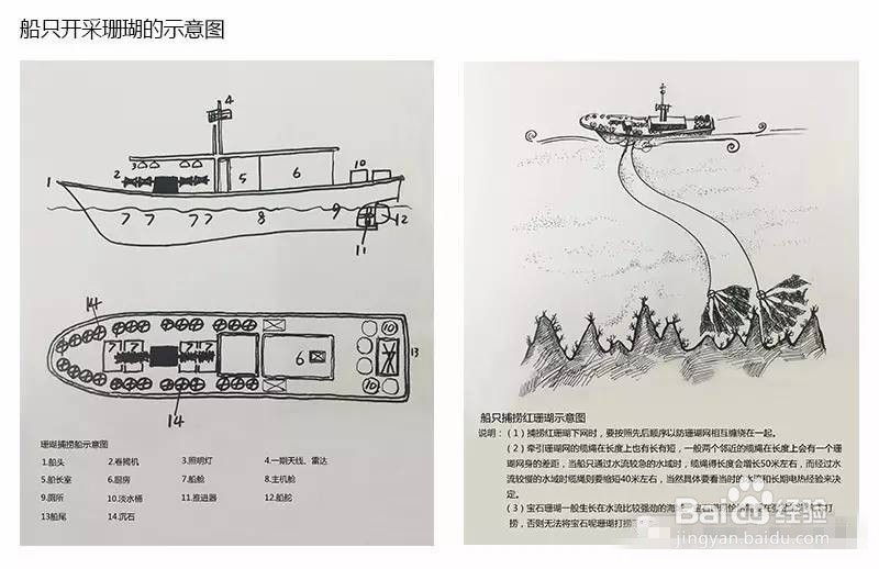 红珊瑚是怎么开采的