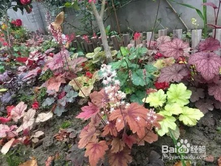 养花总死就种草,色彩斑斓四季好看