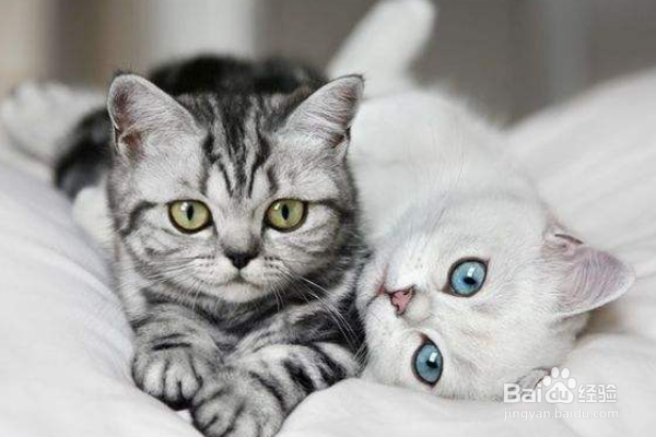 新手养猫注意事项。