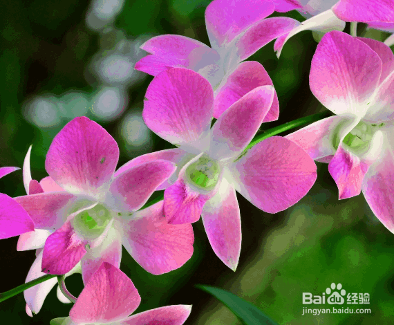 盆栽兰花施肥方法及注意事项