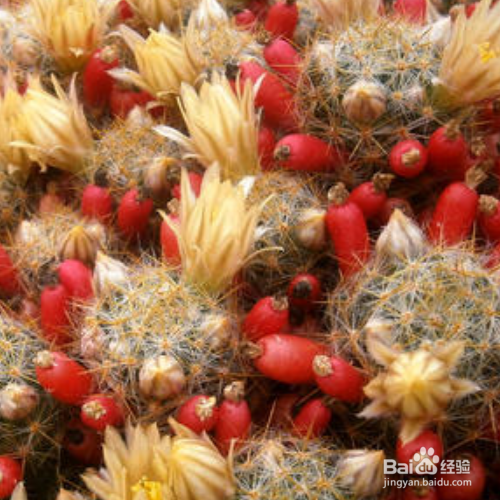 该怎么养好松霞？