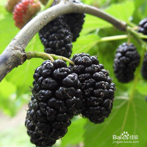 桑椹有什么功效?