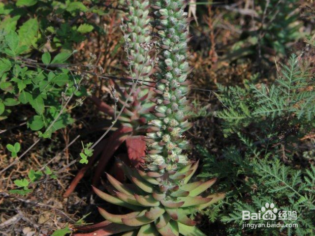 塔花瓦松如何种植?