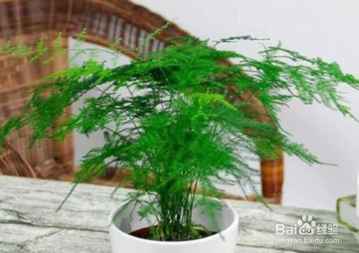 养文竹的方法窍门