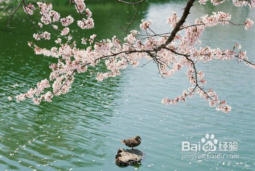 日本留学——日本大学院以及奖学金的申请过程