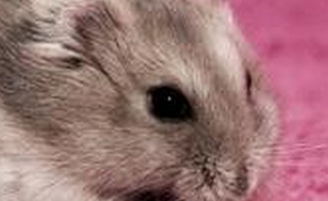 仓鼠喂养的注意