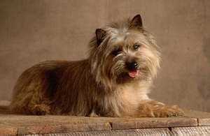 凯恩犬选购的方法