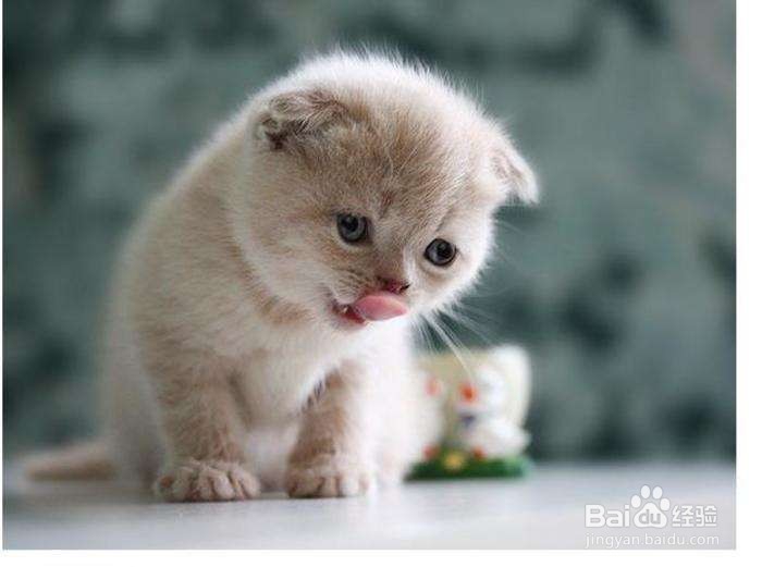 猫卡喉咙了怎么办