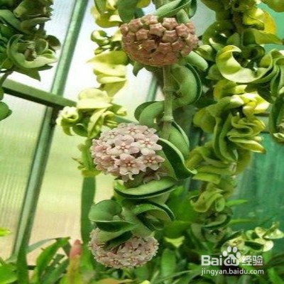 教你养卷叶球兰