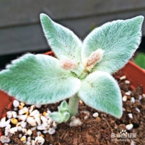 怎样培育断崖女王?