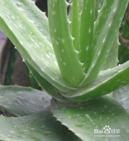 库拉索芦荟在南方种植要注意什么