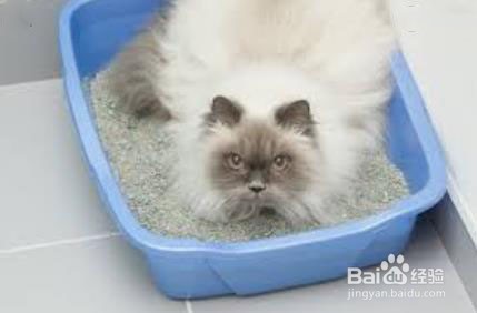 如何预防小猫腹泻