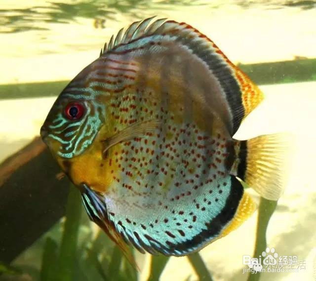 如何养好七彩神仙鱼