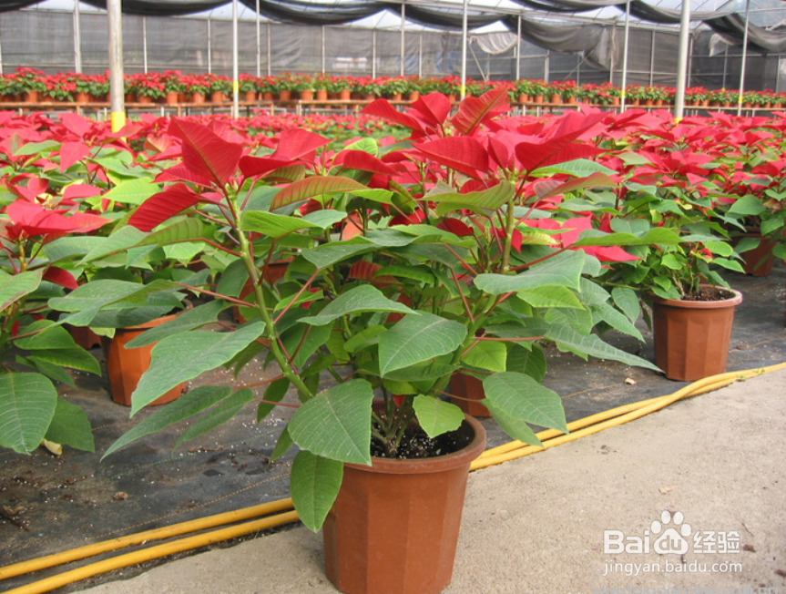 一品红怎么繁殖,方法是什么