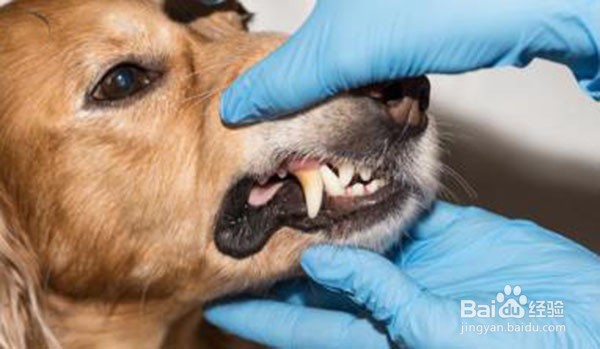 狗牙结石怎么去除