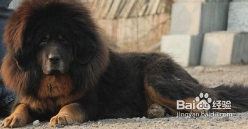 夏季应该怎样给藏獒防暑消热