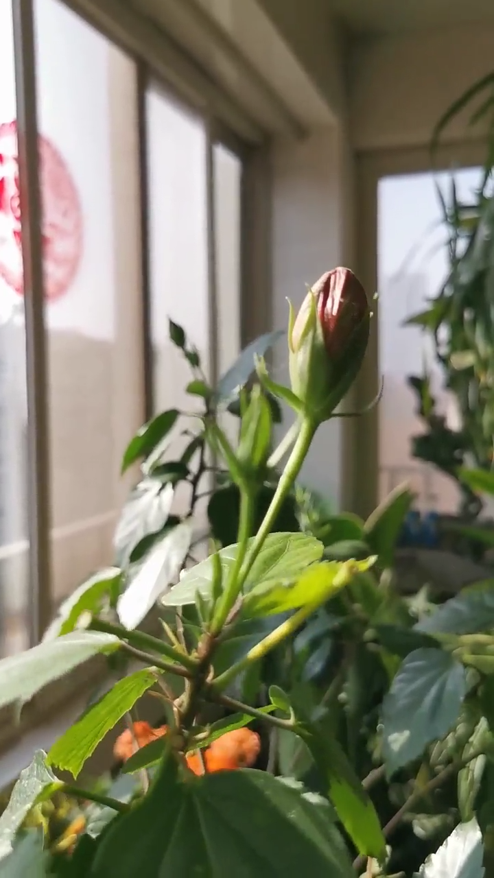 如何用手机拍出小景深画面？