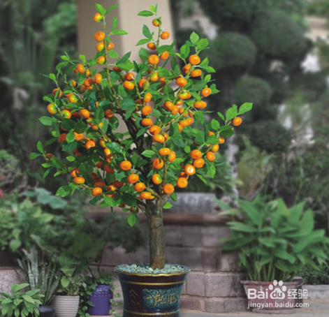 砂糖橘树种植方法