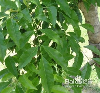 白蜡树幼苗的抚育管理