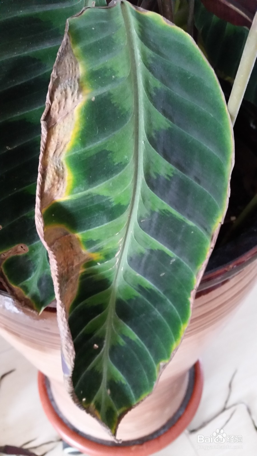 天鹅绒竹芋叶边干枯的处理