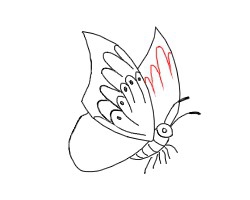 简笔画---怎么画只活生生的蝴蝶
