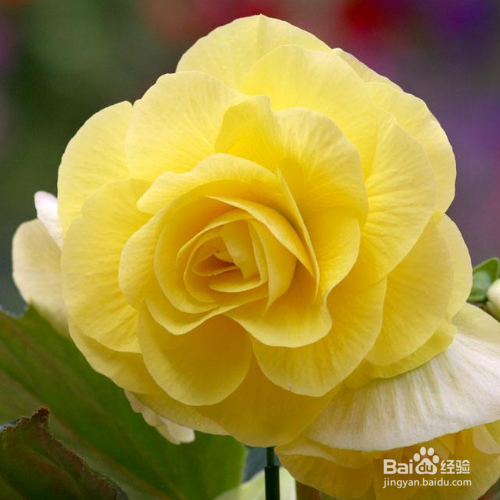 球根海棠养殖出现黄叶是怎么了？