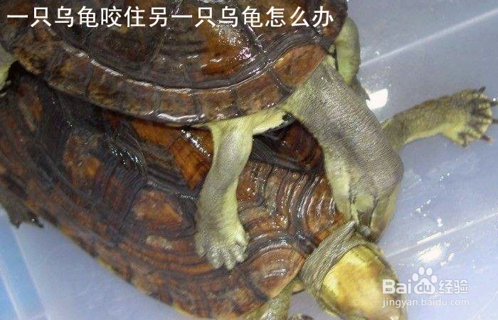 <b>一只乌龟咬住另一只乌龟怎么办</b>
