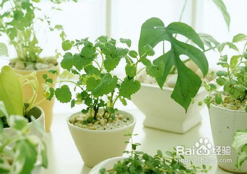你不知道的室内环保9个小窍门