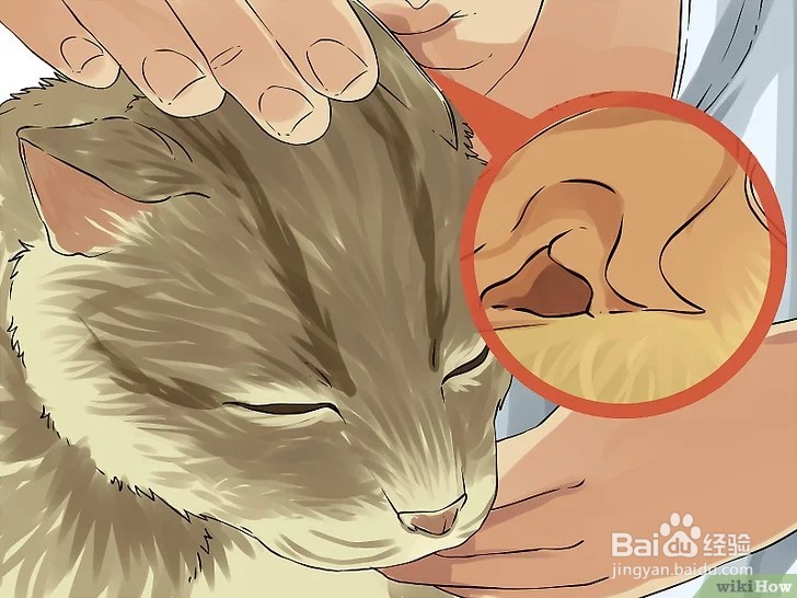 怎么清洁猫咪的耳朵