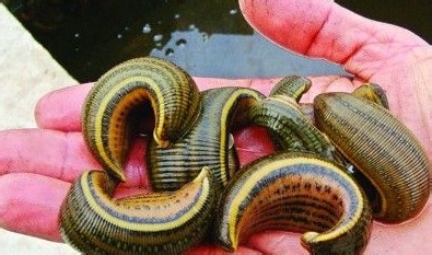 中医炮制：[101]水蛭的炮制方法