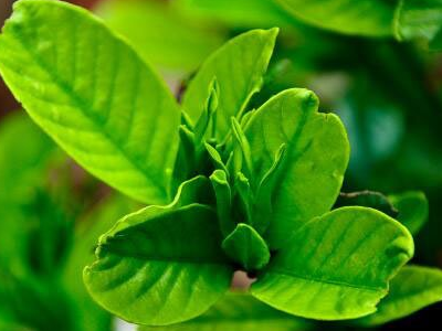 栀子花和茉莉的区别是什么