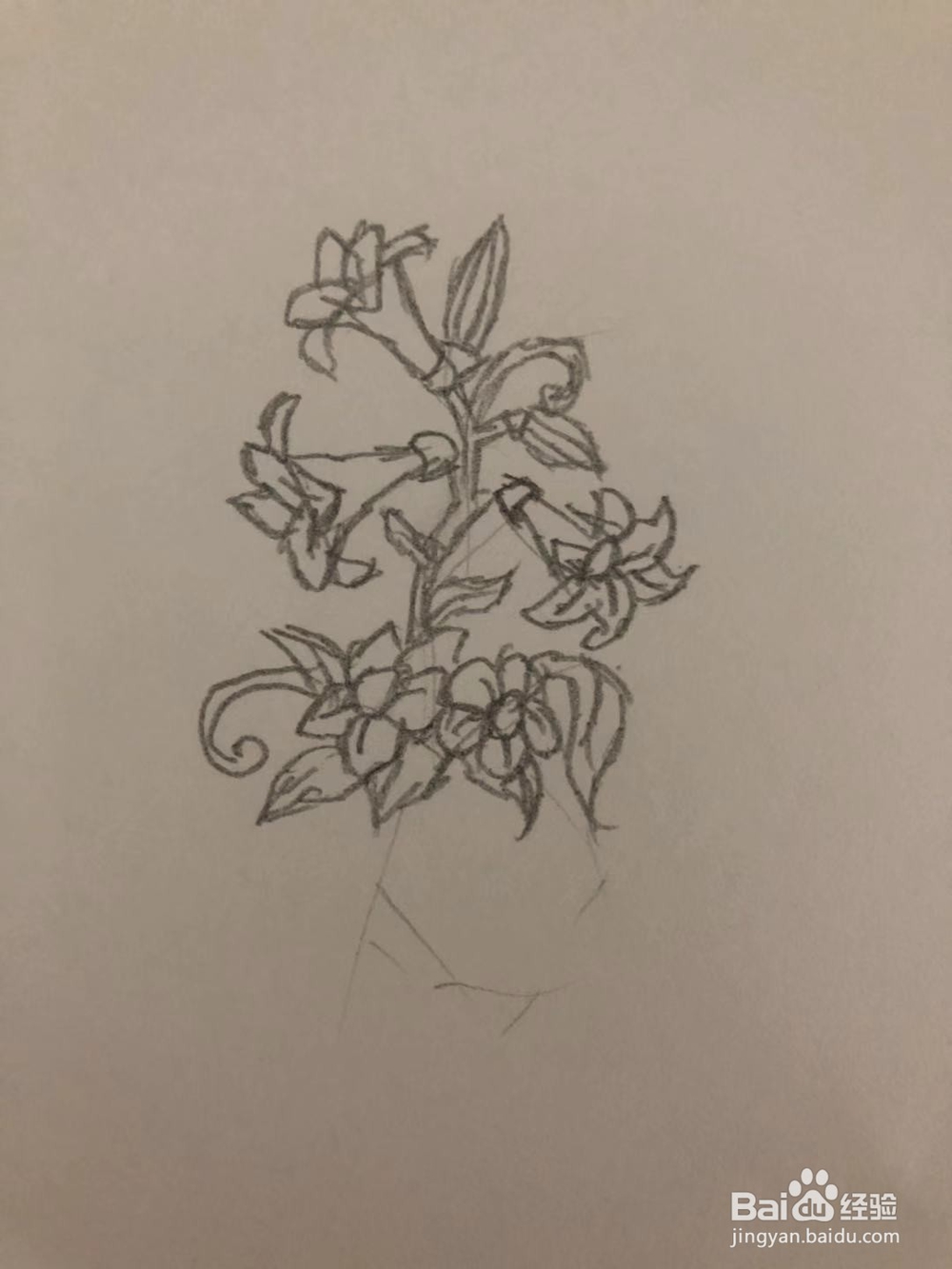 如何简笔画百合花