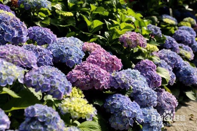2018年西溪花朝节攻略