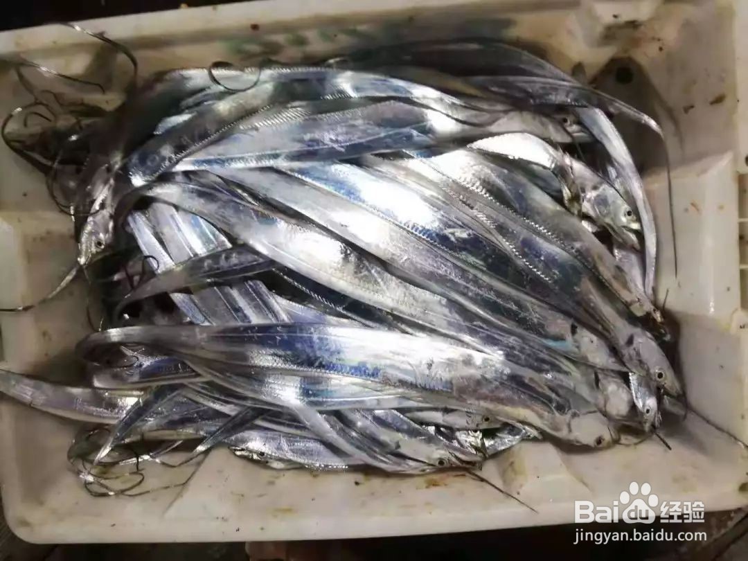 海钓带鱼最佳方法