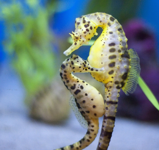海马和海龙有什么具体的区别