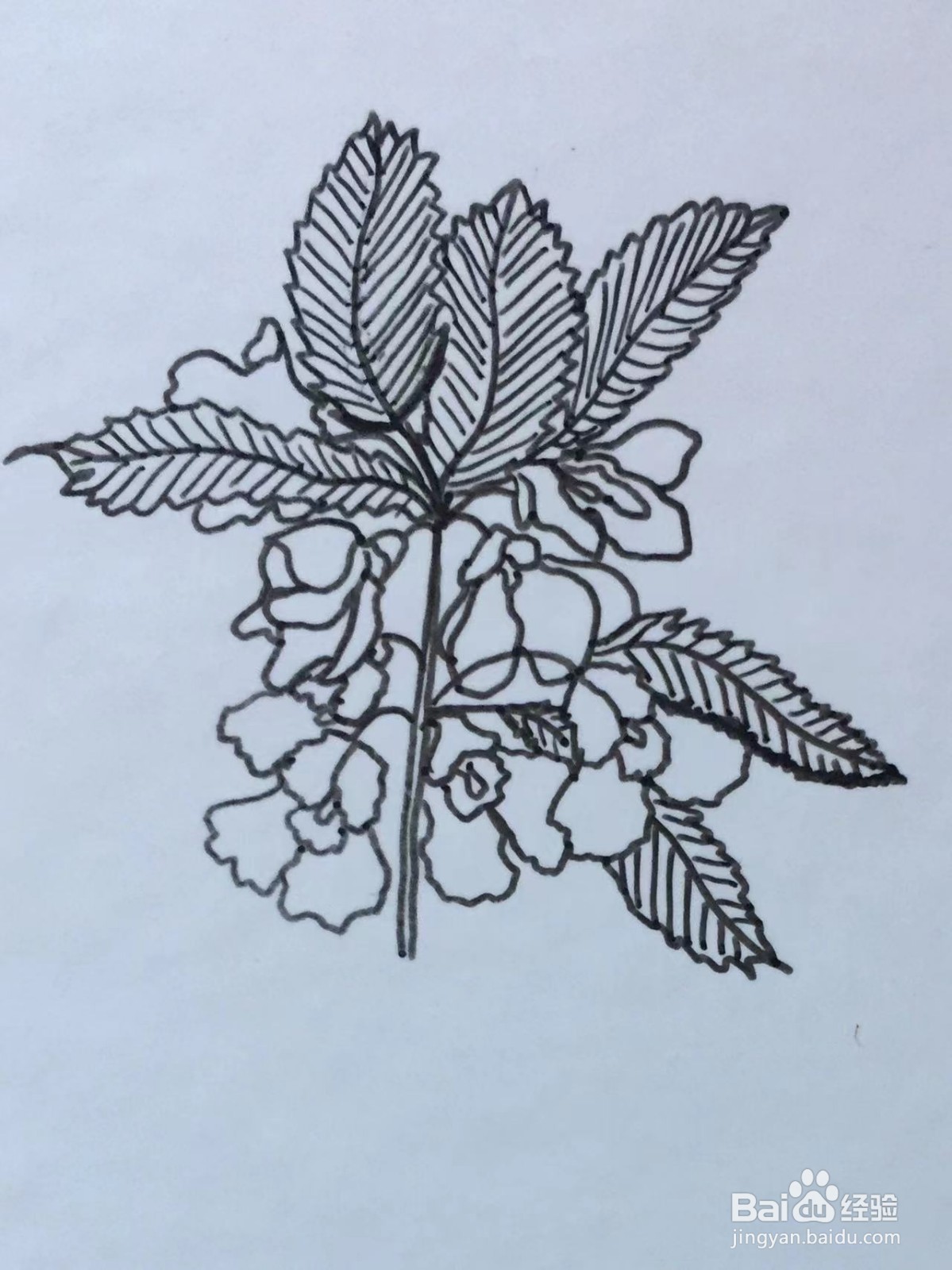 插画教程之凤仙花